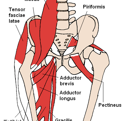 Adductor Longus Injury