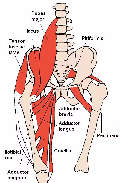 Hip Adductor Sprain & Tear Treatment in NYC 1 adductor longus injury.png